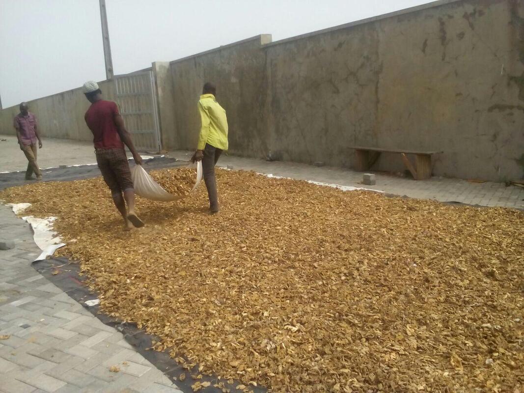Ginger Exporter from Nigeria